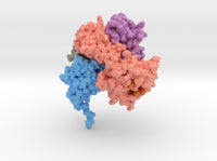 CD8 Alpha Beta/H-2Dd Complex 3DMM 3d printed