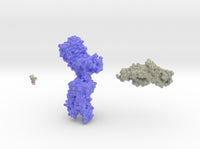 Luteinizing Hormone Receptor Collection 3d printed