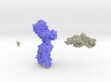 Luteinizing Hormone Receptor Collection 3d printed