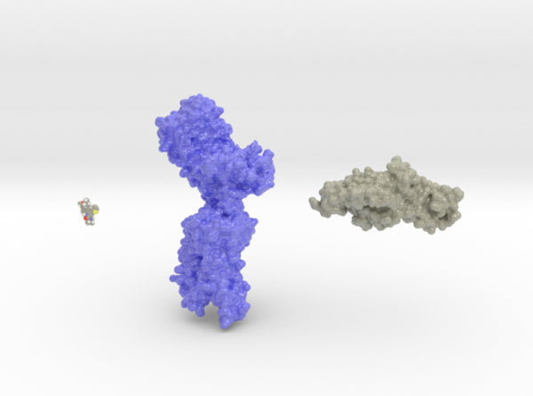 Luteinizing Hormone Receptor Collection 3d printed
