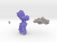 Luteinizing Hormone Receptor Collection 3d printed