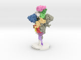 SARS-CoV-2 Spike Glycoprotein ACE2 Complex 6VXX-6M17