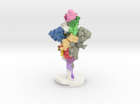 SARS-CoV-2 Spike Glycoprotein Antibody Complex 6VXX-7KS9