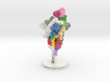 SARS-CoV-2 Spike Glycoprotein Antibody Complex 6VXX-7KS9