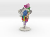 SARS-CoV-2 Spike Glycoprotein Antibody Complex 6VXX-7KS9