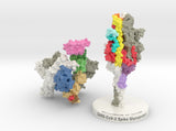 SARS-CoV-2 Spike Glycoprotein ACE2 MOA 6VXX-6M17