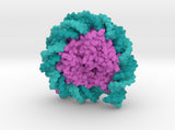 Nucleosome 6PWE 3d printed