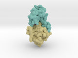 Bacteriophage T4 Lysozyme 256L 3d printed