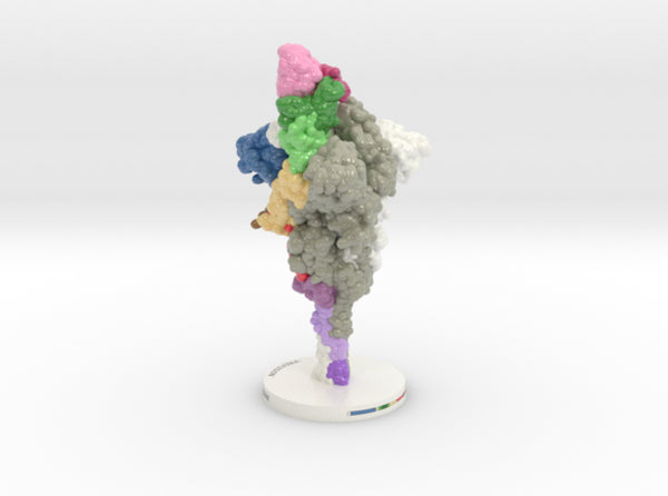 SARS-CoV-2 Spike Glycoprotein Antibody Complex 6VXX-7KS9