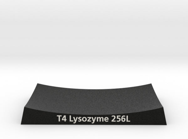 T4 Lysozyme Base 256L