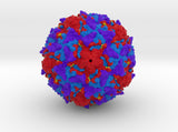 Poliovirus Shell 1EAH