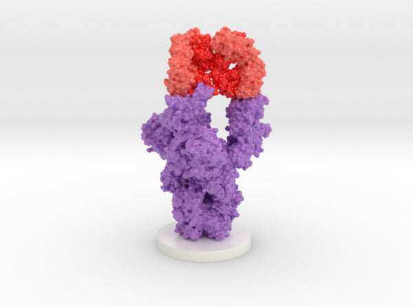 SARS-CoV-2 Spike Glycoprotein Ab1 Complex 7MJJ