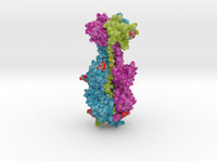 Cytomegalovirus Glycoprotein B 5cxf 3d printed