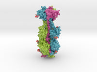 Cytomegalovirus Glycoprotein B 5cxf 3d printed