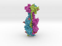 Cytomegalovirus Glycoprotein B 5cxf 3d printed