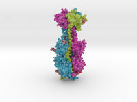 Cytomegalovirus Glycoprotein B 5cxf 3d printed