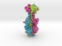 Cytomegalovirus Glycoprotein B 5cxf 3d printed