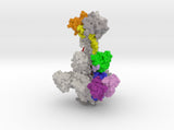 HCMV Glycoprotein B 5C6T