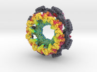 Nuclear Pore Complex 7R5K